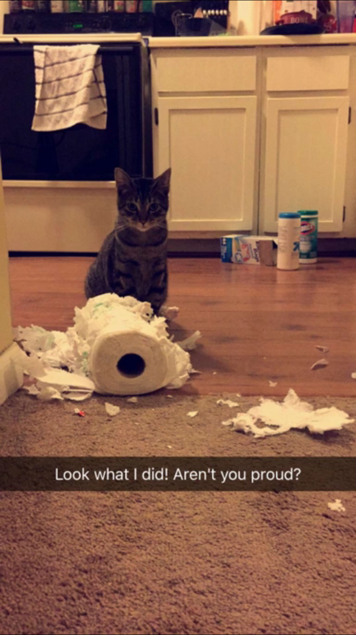 kitten